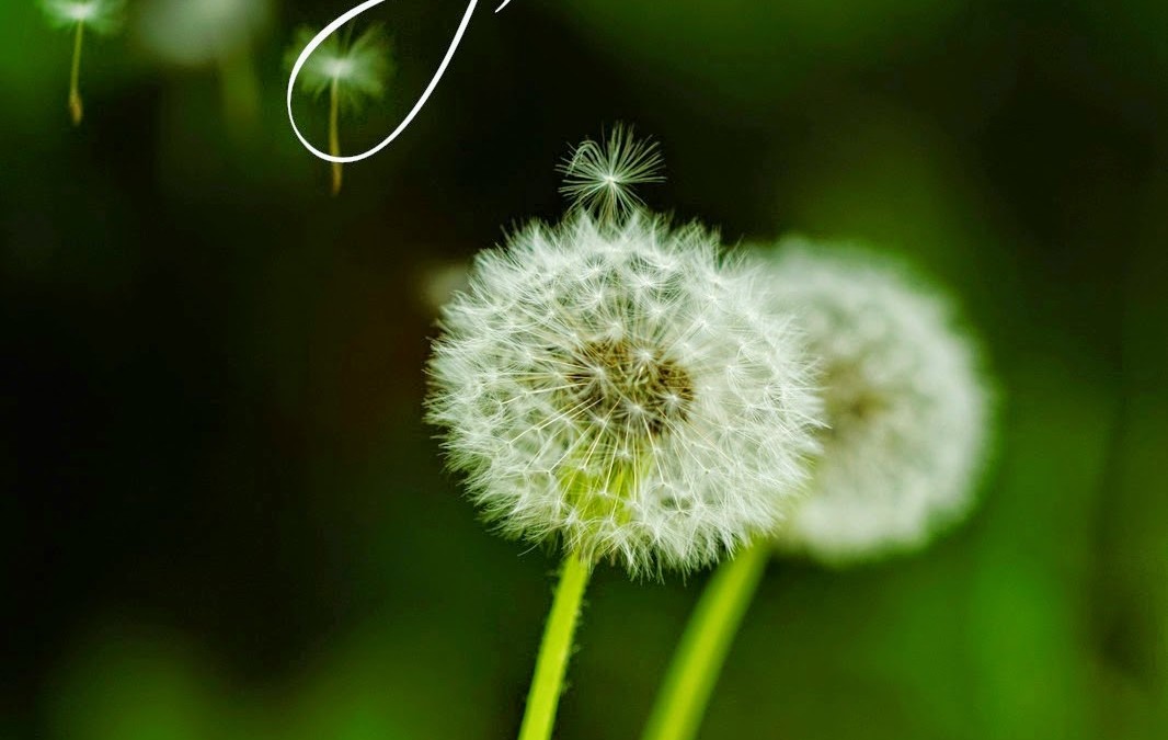 The Scent of A Vulnerable Whisper