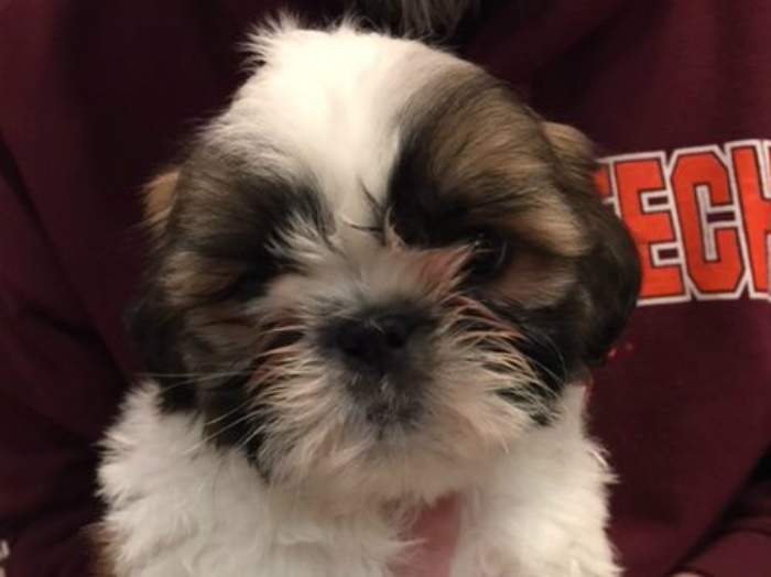 When A Puppy Breaks One Heart and Heals Another